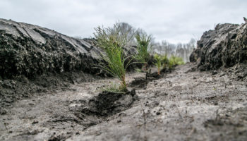 В рамках проекта PosadiLes в России этой весной высажено 115 тысяч деревьев